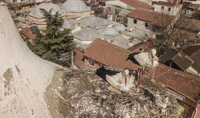 Bursa Yenişehir'de "Şungar Çifti" geleneği bozulmadı