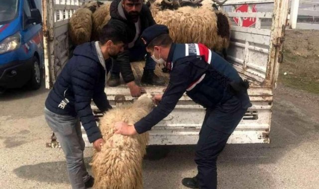 Elazığ'da kayıp hayvanları Jandarma buldu
