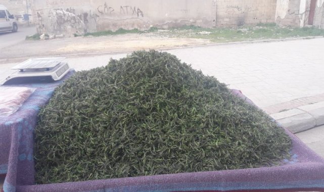 Şifa kaynağı "Kekik" satışta