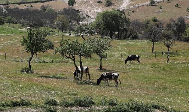 Aydın Büyükşehir Belediyesi Kurak Toprakları Hayata Döndürdü