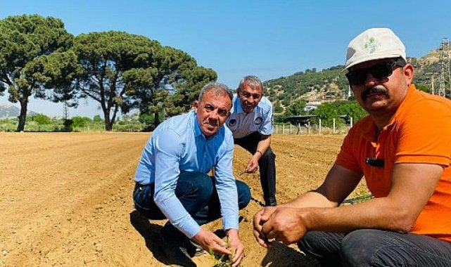 Beydağ’da İlk Kez Kuşkonmaz Üretimine Başlandı