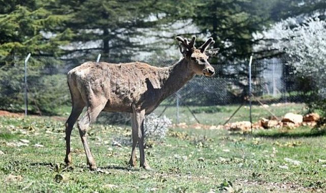 Doğal Yaşam Parkı'ndaki kızıl geyiklerin yeni yuvası Spil Dağı