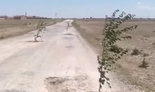 Böyle tepki görülmedi! Aksaray'da bozuk yola ağaç diktiler