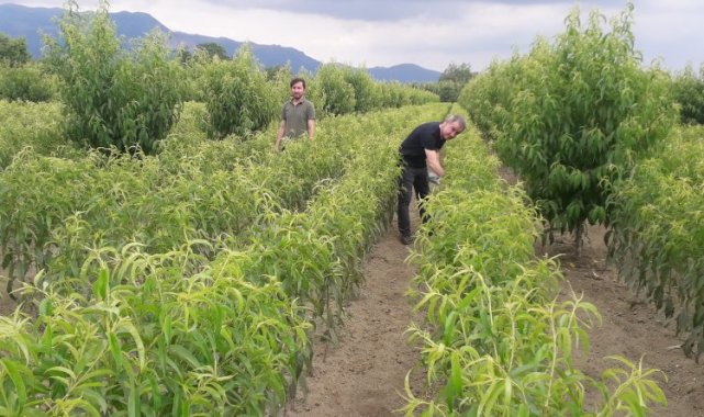 Bursa Gürsu'da 'şarka virüsü'ne karşı numuneler alındı