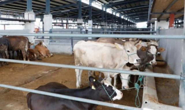 Bursa İnegöl'e kurbanlıklar gelmeye başladı