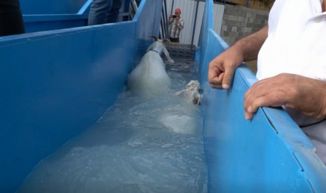 Bursa Mustafakemalpaşa'da koyunlara özel banyo