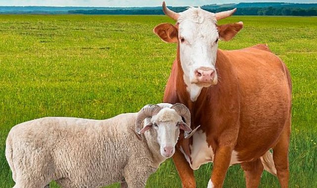 En İyi Fiyatlı Kurbanlık ve Ücretsiz Kasaplık Hizmeti Migros’ta