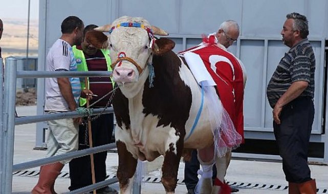 Gölbaşı’nın En Güzel Kurbanlıkları Seçilecek