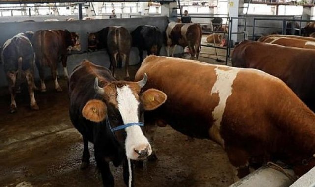 Hayvan Pazarında Kurbanlıklar Satışa Çıktı