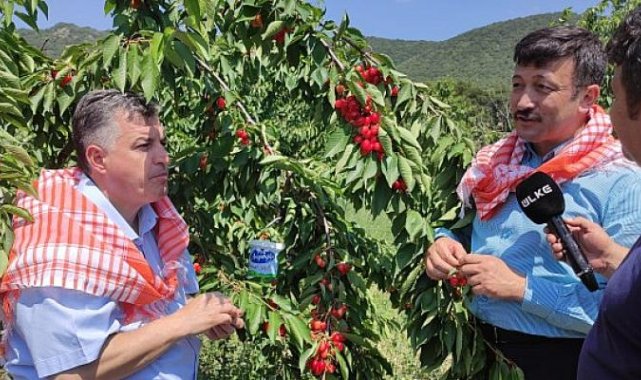 İzmir Milletvekili Hamza Dağ Kınık’ta Üreticilerle Birlikte Kiraz Topladı