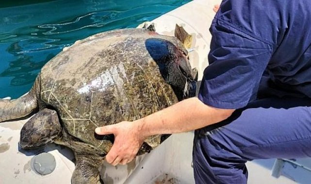 Kemer Belediyesi’nden Yaralı Deniz Kaplumbağasına İlk Müdahele
