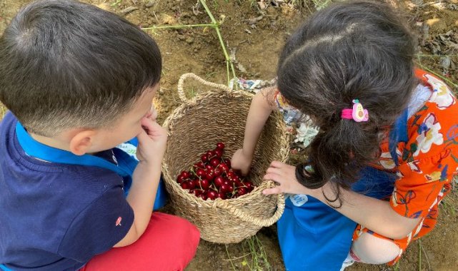 Kocaeli İzmit'in geleceği 'Çınar'lar kiraz topladı