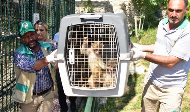 Sınırda yakalanan makak maymunları Malatya'da