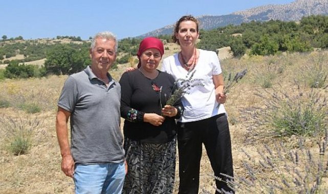Antalya Büyükşehir çorak toprakları lavanta ile buluşturdu