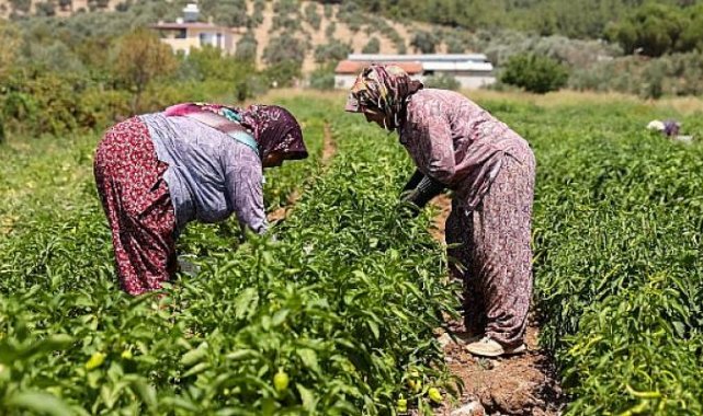 Buca’da üreticinin ilk hasat coşkusu