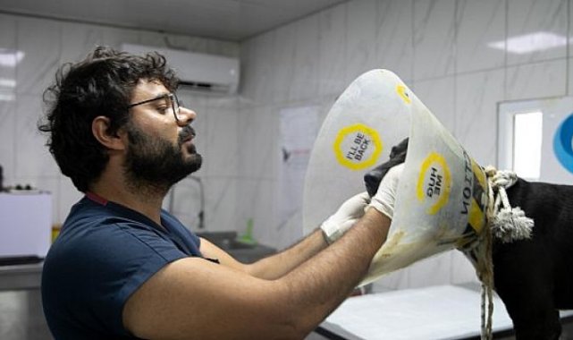 Didim Belediyesi Barınağında Yüz Nakli Yapılan 'Maylo' Yeni Yuvasını Arıyor
