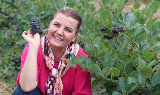 Kocaeli İzmit'te aronyalar hasada hazırlanıyor... 500 kilogram ürün bekleniyor