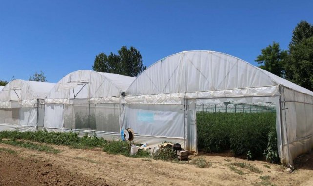 Kocaeli'de modern seralar verimi arttırdı