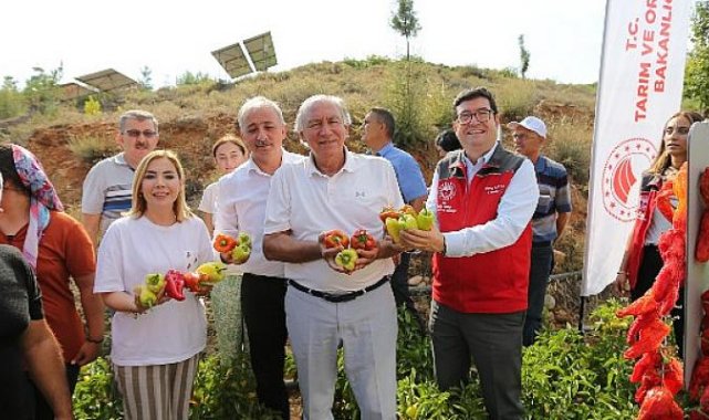Lavanta Bahçelerinde Hasat Coşkusu