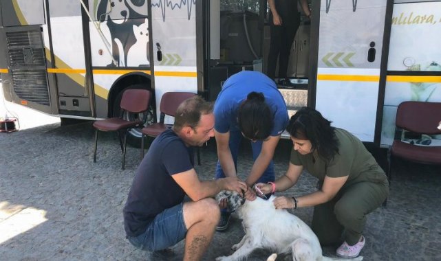 Sokak hayvanları VETBÜS Ve VETBÜLANS'a emanet