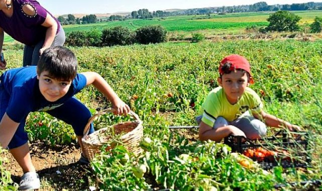 Tekirdağ Karaiğdemir Mahallesinde ‘’Fideler Bizden Hasat Sizden’’ Domates Hasadı Etkinliği Gerçekleştirildi