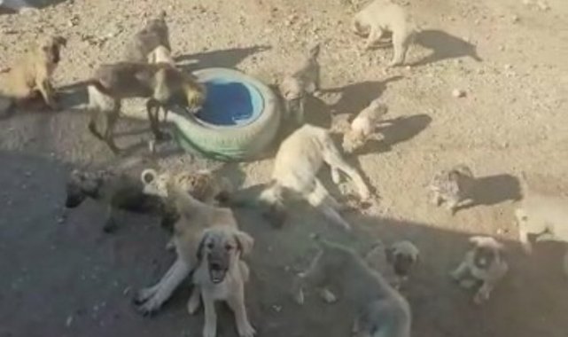 Aksaray Ortaköy'de köpekler zehirlenerek öldürülüyor!