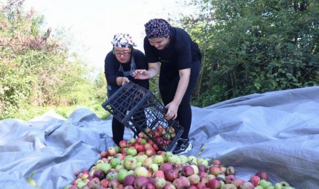 Düzce'de 'kusursuz' hasat