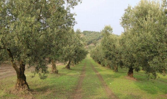 Marmarabirlik bu yıl zeytinde yüksek rekolte bekliyor