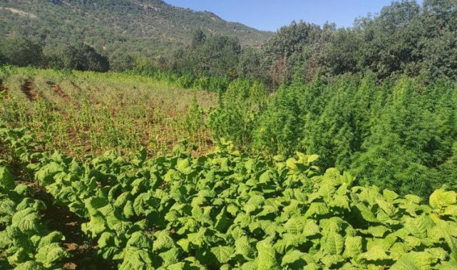 PKK'ya çifte darbe: 1,5 milyon kenevirle cephane ele geçirildi