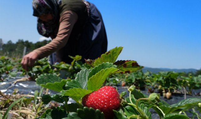 Sakarya'da 3 ayda 18 dönümden 20 tondan fazla organik çilek üretimi