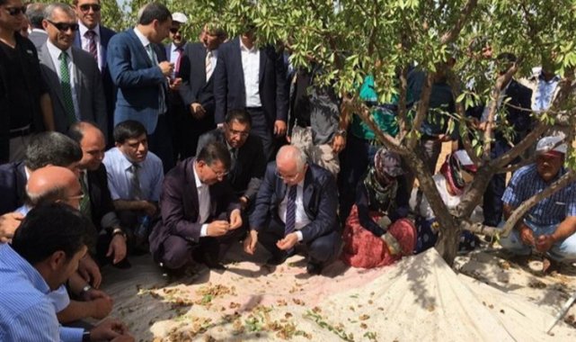 Şanlıurfa'da badem hasadına geri sayım