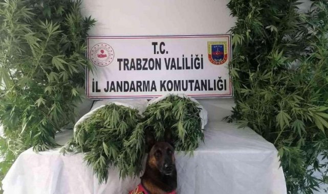 Trabzon Ortahisar'da Jandarma'dan ortak operasyon