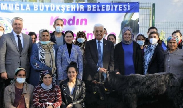 Muğla Yatağan'da kıl keçisi desteği