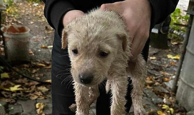 Dereye düşen yavru köpeği Büyükşehir İtfaiyesi kurtardı