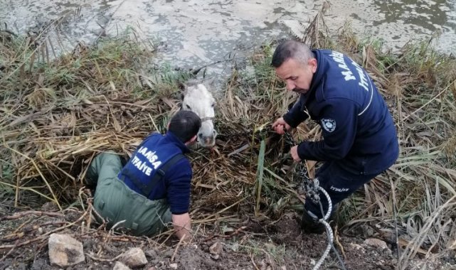 Manisa'da dereye düşen atı itfaiye kurtardı