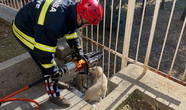 Sıkışan köpeğin imdadına itfaiye yetişti