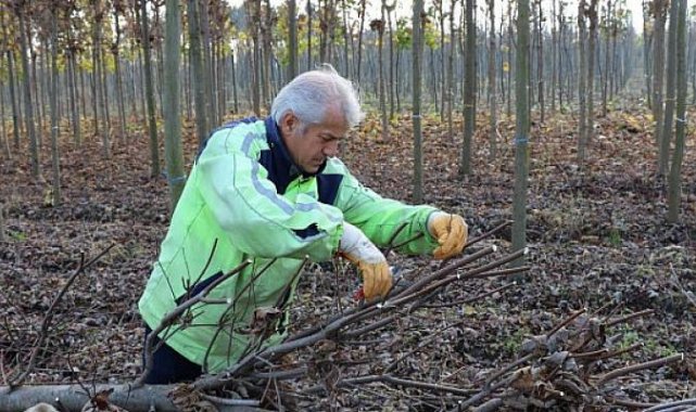Üretim fidanlığında yetişiyor Kocaeli'yi yeşillendiriyor