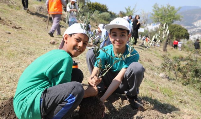 Bodrum'da zeytin fidanları toprakla buluştu