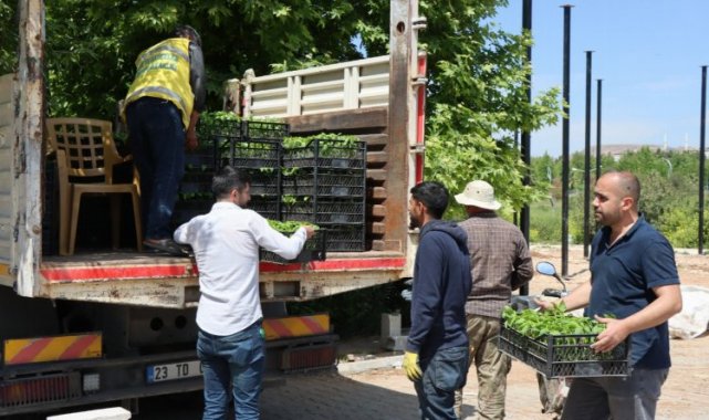 Büyükşehir'den vatandaşlara isot fidesi