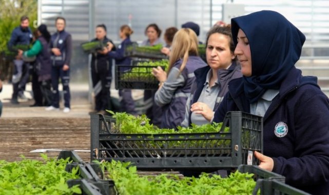 Hataylı üreticilere fide desteği
