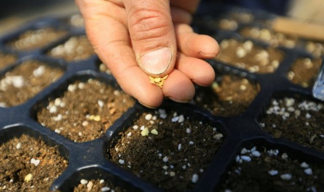 Muğla'dan 18 milyon tohum dağıtıldı
