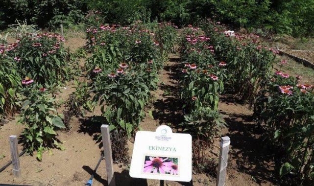 Tıbbi ve aromatik bitkilere ilgi artıyor