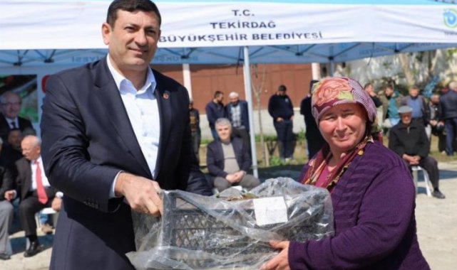 Üreticilere çilek fidesi desteği