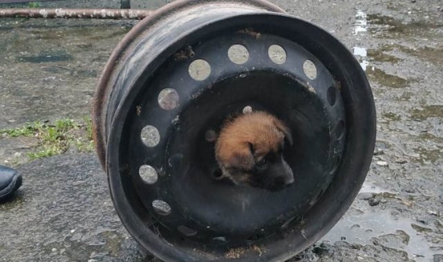 Yavru köpeğin başı jantla dertte