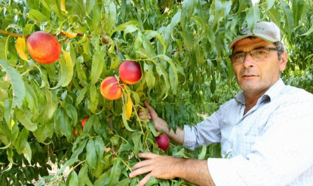 Yenişehir Ovası'nı don ve kırağı vurdu