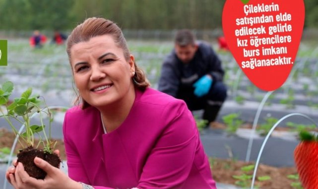 Çilek Köyü'nde hasat zamanı! Geliri eğitimde kullanılacak