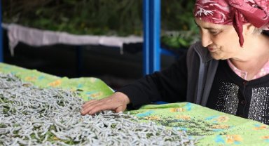 Muğla'da ipekböcekçiliği üretiminde yüzler gülüyor