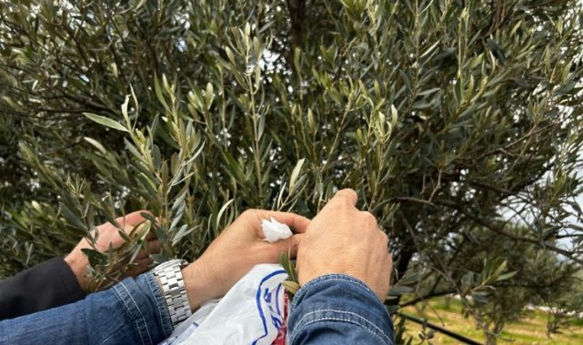 Muğla Milas'ta zeytine sahip çıkılıyor