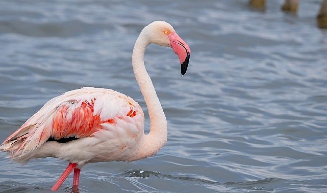 İzmit Körfezi'nde 351 flamingo kanat çırpıyor