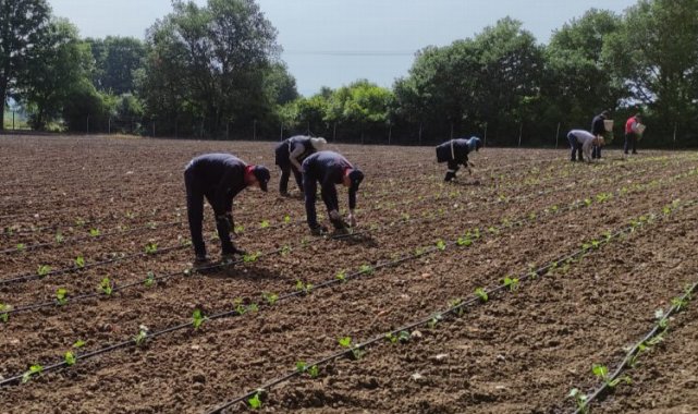 İzmit'in Tarımsal Üretim Bahçesi'nde yazlık üretim başladı